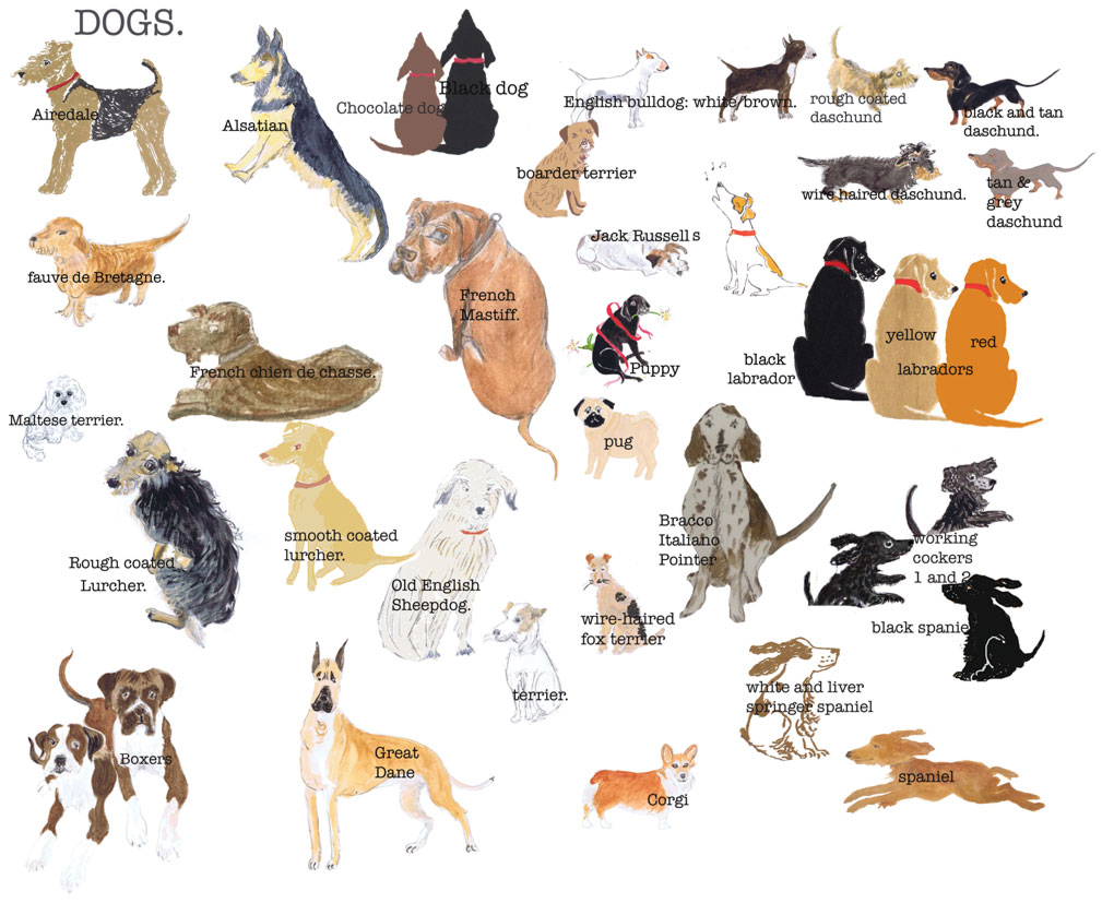 page showing all my illustrations of dogs, labradors, airedale great dane, terriers, spaniels and many more, hand drawn and painted by Sal . This is a story board where customers visit to choose the illustrations for their personalised prints or stationery.
