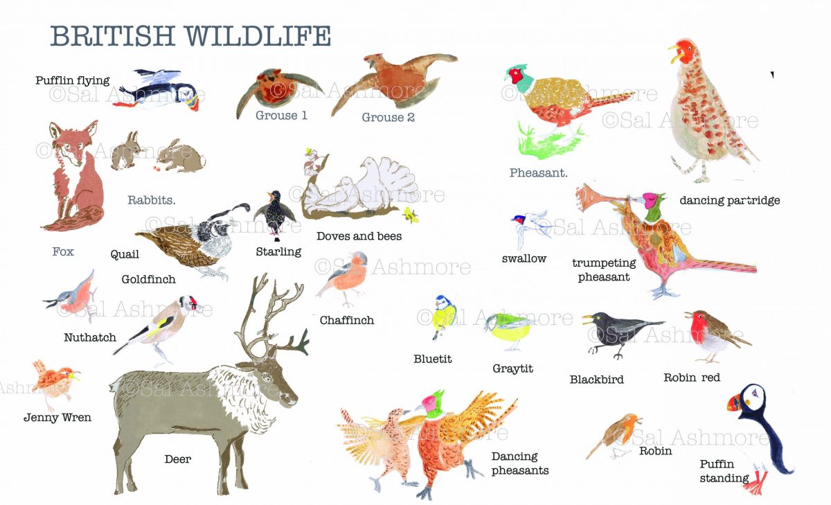 British wildlife copy