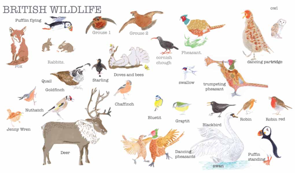 British-Wildlife-oct-web-jpg
