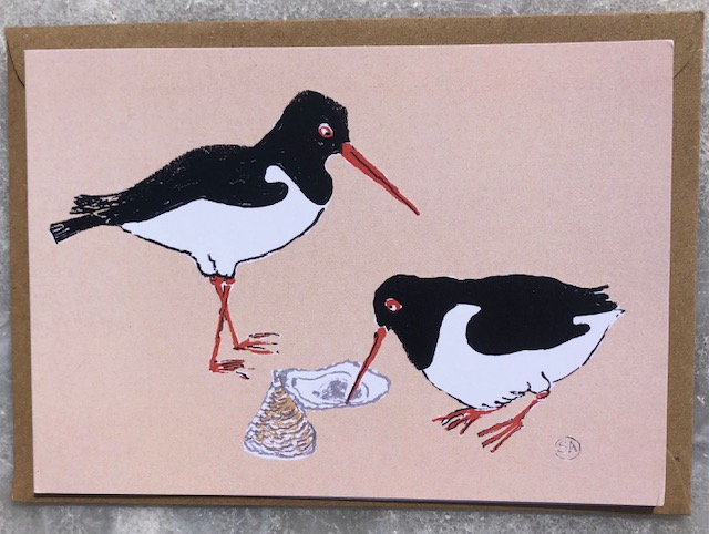 two oystercatchers stand on a sunny sandy background, one poking an oyster with his brilliant red beak.